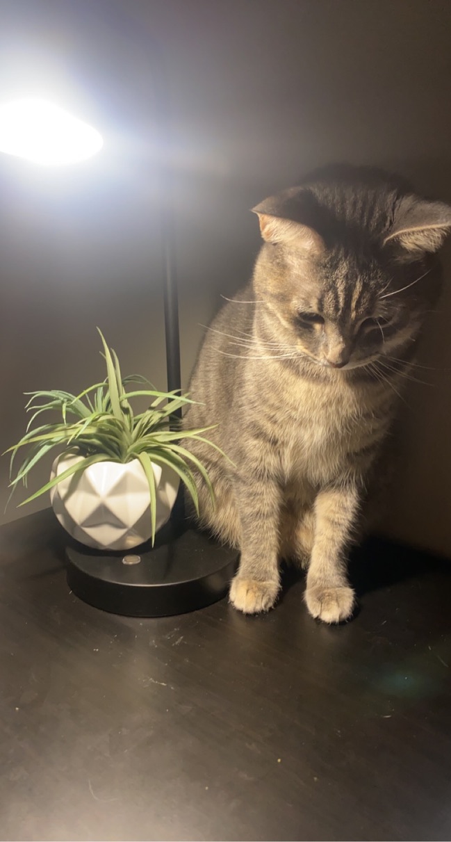 a cat sitting next to a light